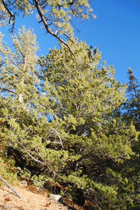 Cupressus montana