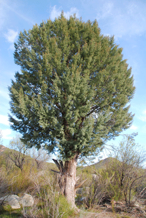 Cupressus revealiana