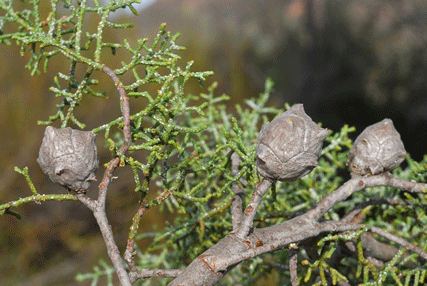 Cupressus revealiana