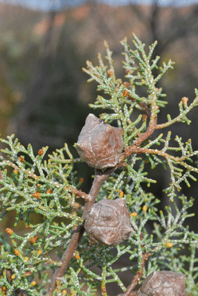 Cupressus revealiana