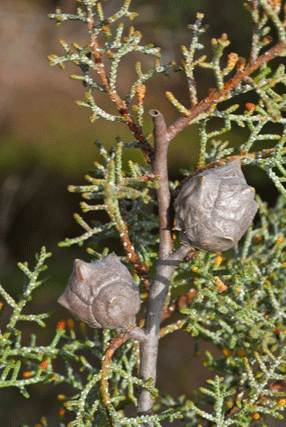 Cupressus revealiana