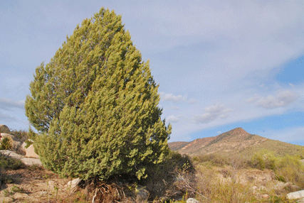 Cupressus revealiana