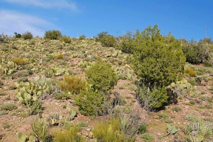 Juniperus californica