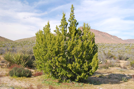 Juniperus californica
