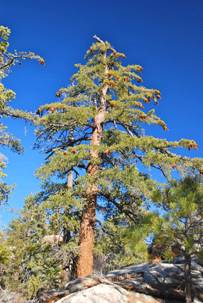 Pinus lambertiana