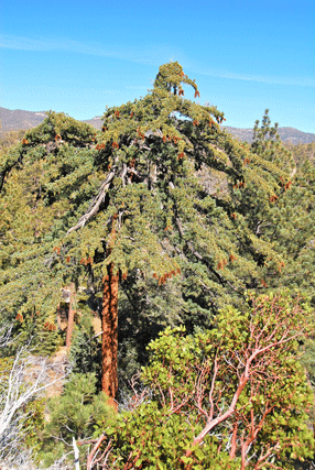 Pinus lambertiana