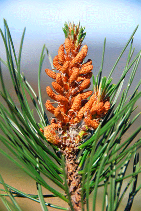 Pinus muricata