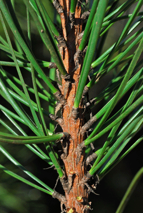 Pinus muricata