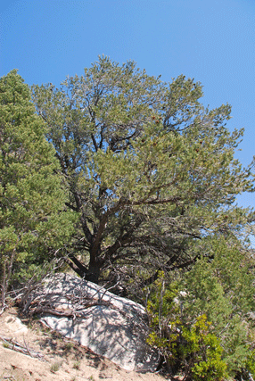 Pinus quadrifolia