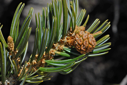 Pinus quadrifolia