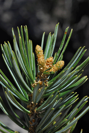 Pinus quadrifolia