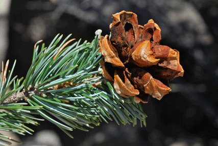 Pinus quadrifolia