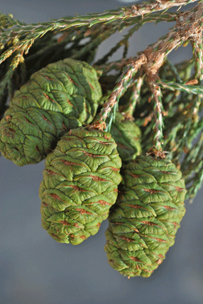 Sequoiadendron giganteum