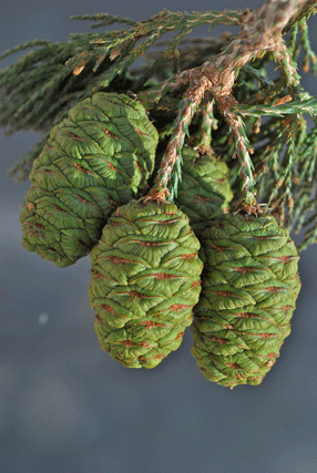 Sequoiadendron giganteum