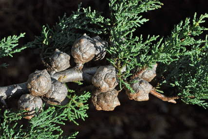 Cupressus macnabiana