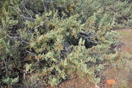 Cupressus macnabiana