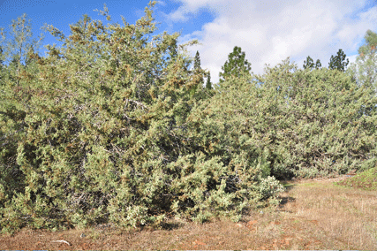 Cupressus macnabiana