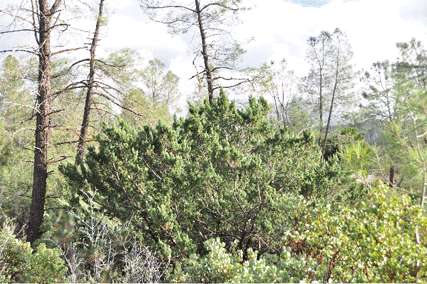 Cupressus macnabiana