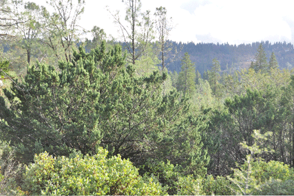 Cupressus macnabiana