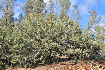 Cupressus macnabiana