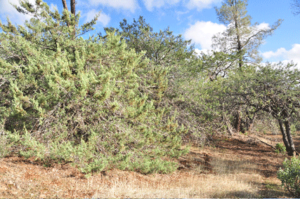 Cupressus macnabiana