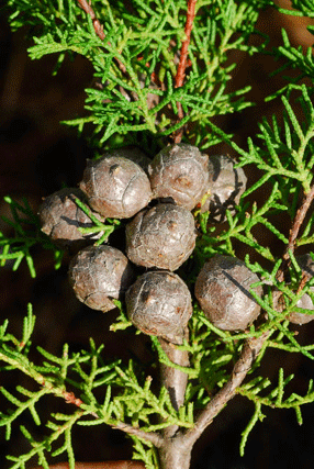 Cupressus pygmaea