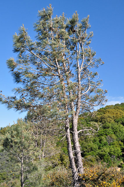 Pinus sabiniana