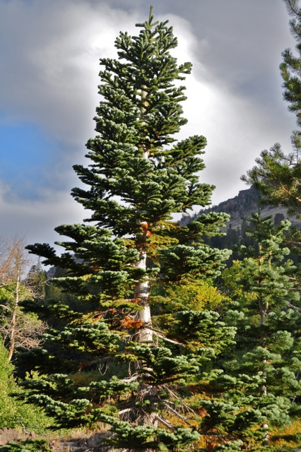 John Muir Wilderness