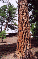 Pinus washoensis