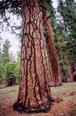 Pinus washoensis