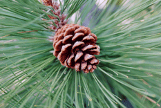 Pinus washoensis