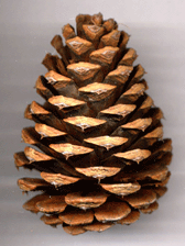 Pinus washoensis