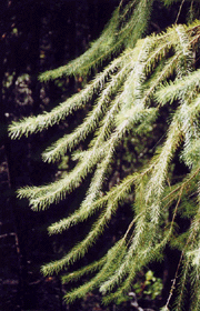 Abies bracteata