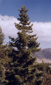 Abies concolor