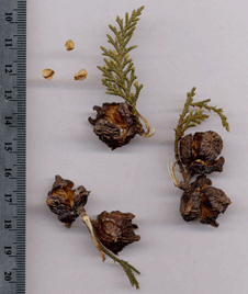 Cupressus lusitanica benthamiana