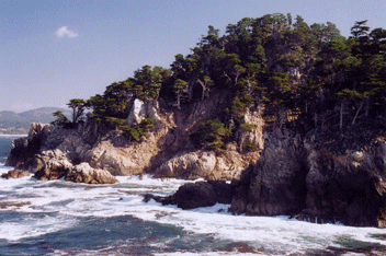 Cupressus macrocarpa