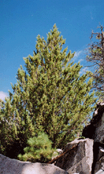 Cupressus montana
