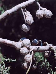 Cupressus revealiana