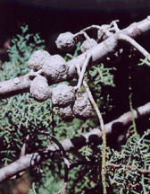 Cupressus revealiana