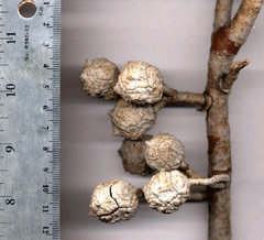 Cupressus revealiana