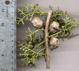 Cupressus revealiana