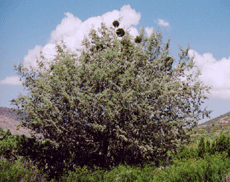 Cupressus revealiana