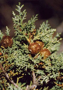 Cupressus stephensonii
