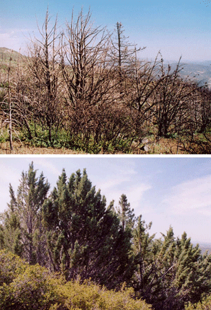 Cupressus stephensonii