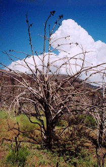 Cupressus stephensonii