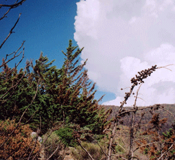 Cupressus stephensonii