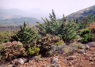 Cupressus stephensonii