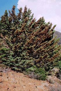 Cupressus stephensonii
