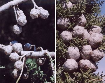 Cupressus revealiana