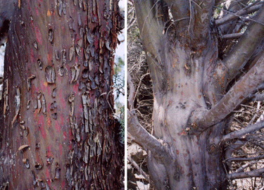 Cupressus revealiana